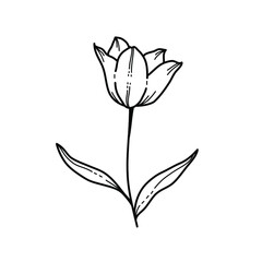 black and white flower Tulipa