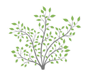 Shrub with green leaves of different shapes with a light shadow on a white background