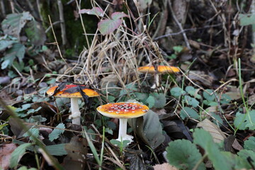 Fliegenpilz