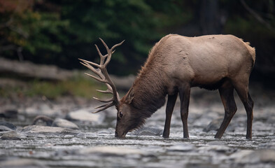 Bull Elk Crossing a Creek 