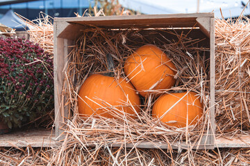 Fototapeta na wymiar big autumn orange pumpkins in an outdoor garden