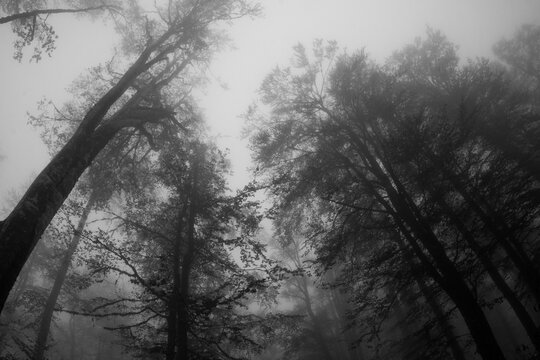 A black and white photograph of a mountain tree in the fog. Wide view from below of tall trees covered with fog. Autumn on the mountain. Horror concept