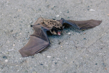 The bat lies on the asphalt. A mouse with black wings fell to the ground. Carrier of the disease. He wants to bite. Grin predator