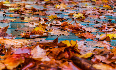 Mid autumn in Quebec city