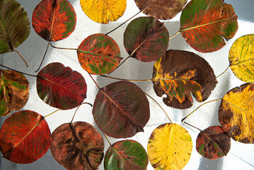 Autumn colored pear leaves lie on glass