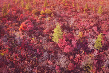 Aerial panorama of colorful Scumpia bushes on hills of park. Natural decorative plant in autumn season.