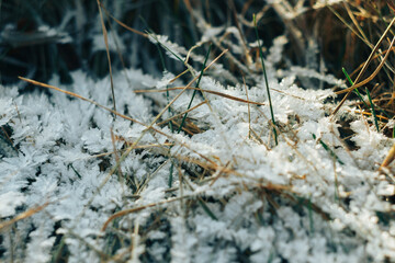 Frozen icy dry grass in the snow close up
