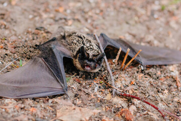 The bat lies in the grass. A mouse with black wings fell to the ground. Carrier of the disease. He wants to bite. Predator's grin