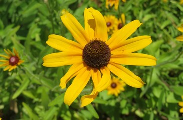 Yellow rudbeckia flower in Florida nature, closeup