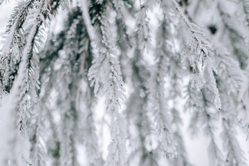 Frozen in frost and snow spruce branch
