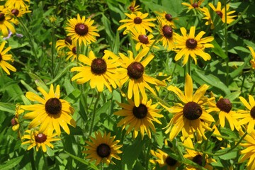 Beautiful yellow rudbeckia flowers in Florida zoological garden