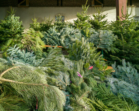 Christmas tree sale on the farm. Freshly felled fir trees and a large selection of fir branches can be chosen by the customer. Nordmann, silver fir, blue fir, nobilis, red spruce.