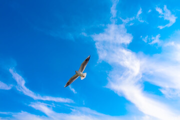 Seagull over the sea in blue sky with clouds