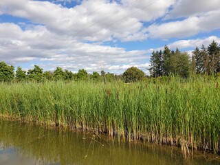 lake in the forest