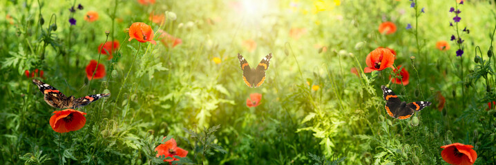 Poppies flowers field and flying butterflies in fresh clean green grass lawn, spring or summer eco...