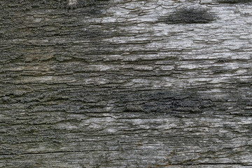 Fototapeta premium old board covered with moss