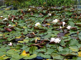lilies in the pond
