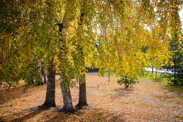Fototapeta na wymiar Autumn landscape with birches