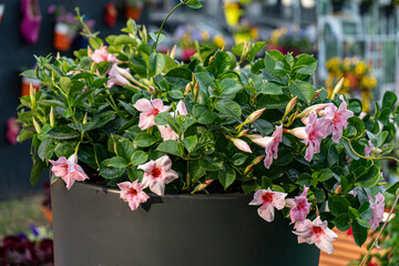 Pink Mandevilla in the flower pot. Pink flower.