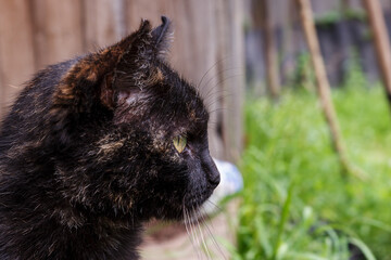 Beautiful black cat. Close-up of a cat's head.