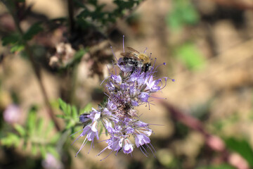 A selective focus shot of a bumblebee on a lilac blossom - Stockphoto