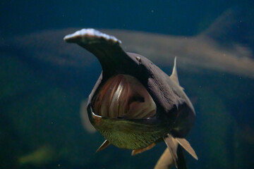 River fish with a long nose and a huge mouth Polyodon spathula in natural habitat