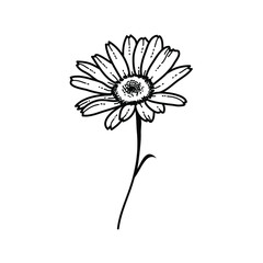 daisy flower