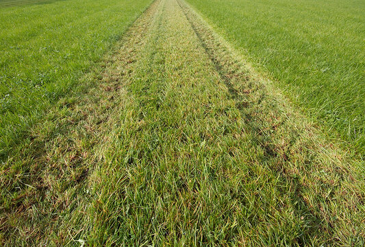 Grassland With A Strip Of Cut Grass