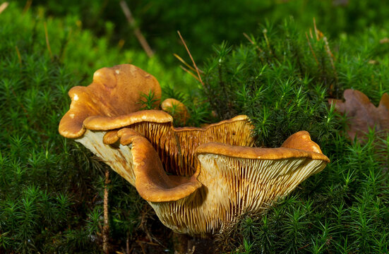 Chanterelles growing in Haircap moss