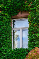 window framed with green ivy leaves