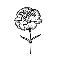 Flower Carnation