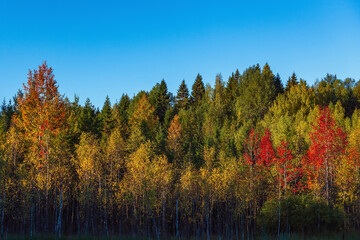 Multicolored foliage of trees in the autumn forest and clear sky.