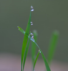 Dew on the grass on an autumn morning