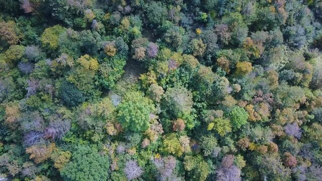 Volando sopra il bosco autunnale