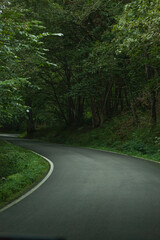 Obraz premium curva de carretera en el bosque