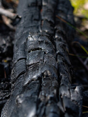 Burnt log, charred steaming wooden logs, black piece of burnt wood as abstract background or texture