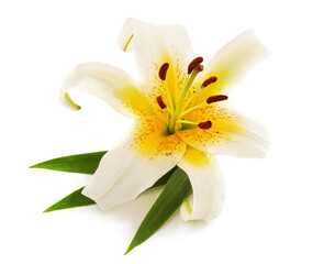 One white lily.
