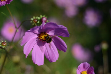 Bee collects nectar from pink cosmos flower close up