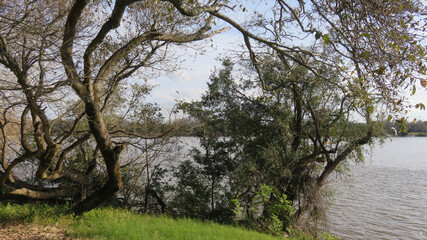 Vista de la vegetación natural que crece en una isla adentro de un río, con el río al fondo.