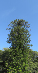 Vista de un árbol muy alto, con un cielo azul. 