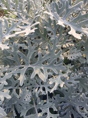 white grass in the garden
