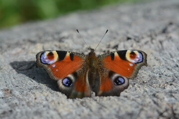 Red peacock butterfly in the forest on a tree