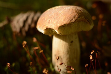 White boletus edulis mushroom on a high leg in the forest in autumn