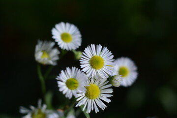 Fototapeta premium Small forest daisies on a dark background