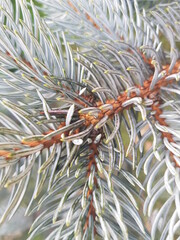 Naklejka na ściany i meble close up of pine needles, white christmas tree