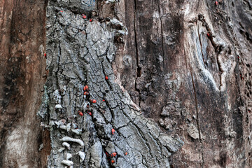 Firebugs on the tree. Tree bark texture.