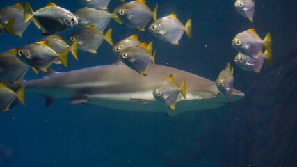 Swimming with Galeocerdo cuvier sharks in the ocean waters