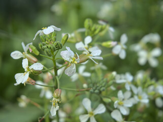Arugula flowers in the garden