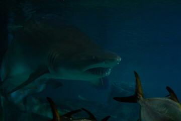 Swimming with Galeocerdo cuvier sharks in the ocean waters