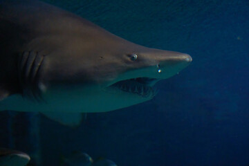Fototapeta premium Swimming with Galeocerdo cuvier sharks in the ocean waters